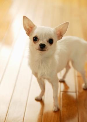 安心して猫の食事療法に使えるご飯