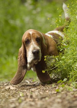 マンチカンを販売するブリーダー