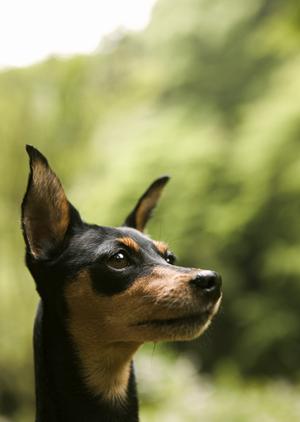 プレミアムドッグフードの通販サイト