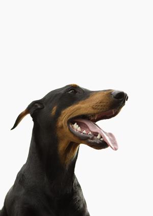 旭川市大町にある緑の森どうぶつ病院：自然に囲まれたリラックス空間と高度な医療サービス