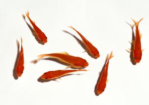 東京杉並のチワワ・プードル専門店