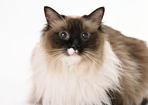 猫を飼いたいなら知っておきたいブリーダーの事