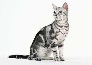 京都市にある動物病院のおススメは