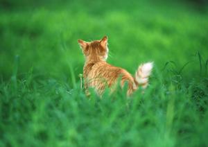知育玩具のニーナオットソンの通販店です