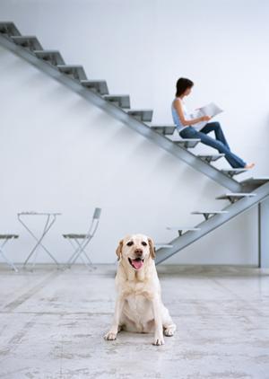 「つだ動物病院」が提唱する救急